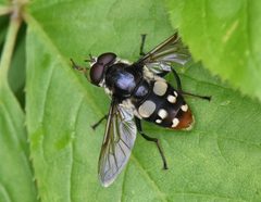 Sericomyia lata 295124568 by Jimmy Dee. Used under a CC BY-SA 4.0 license.