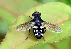 Sericomyia lata 43608307 by Jimmy Dee. Used under a CC BY-SA 4.0 license.