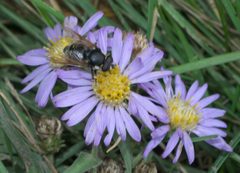 Sericomyia militaris P1530223a by 
xpda. Used under a CC BY-SA 4.0 license.