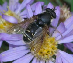 Sericomyia militaris P1530224a by 
xpda. Used under a CC BY-SA 4.0 license.