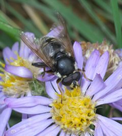 Sericomyia militaris P1530225a by 
xpda. Used under a CC BY-SA 4.0 license.