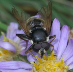 Sericomyia militaris P1530226a by 
xpda. Used under a CC BY-SA 4.0 license.