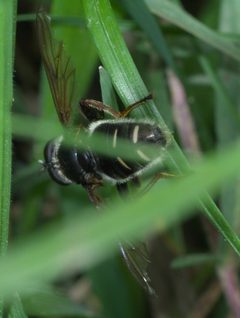 Sericomyia militaris P1530227a by 
xpda. Used under a CC BY-SA 4.0 license.