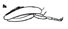Sericomyia militaris hind leg by Williston S.W.. Used under a Public domain license.