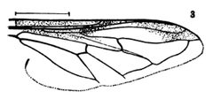 Sericomyia militaris wing by Williston S.W.. Used under a Public domain license.