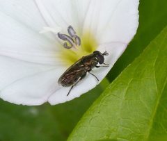 Eumerus funeralis-strigatus - Flickr - gailhampshire by gailhampshire from Cradley, Malvern, U.K. Used under a CC BY 2.0 license.