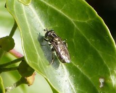 Eumerus funeralis - strigatus - Flickr - gailhampshire by gailhampshire from Cradley, Malvern, U.K. Used under a CC BY 2.0 license.
