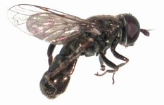 Eumerus funeralis male by S.E. Thorpe. Used under a Public domain license.