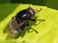 Merodon equestris01 by wikipedia. Used under a Attribution license.
