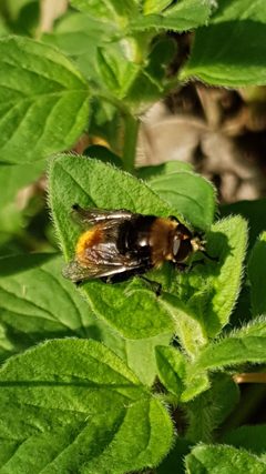 Merodon equestris 128427333 by trufniets. Used under a CC BY 4.0 license.