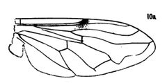 Nausigaster punctulata wing by Williston S.W.. Used under a Public domain license.