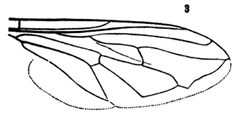 Criorhina analis by Williston S.W.. Used under a Public domain license.