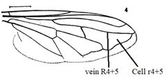 Blera humeralis wing diagram by Stephen Fox. Used under a CC BY-SA 4.0 license.