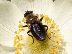 Blera robusta by J Straka. Used under a CC BY 4.0 license.
