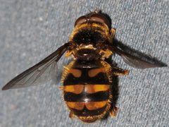 Blera scitula 01 by Libby Avis, Centre for Biodiversity Genomics. Used under a CC0 license.