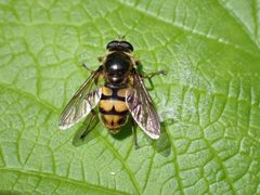 Blera scitula 159321439 by Ellyne Geurts. Used under a CC0 license.