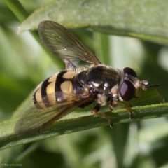 Blera scitula 4347679 by Ken-ichi Ueda. Used under a CC BY 4.0 license.