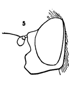 Blera scitula male by Williston, S.W.. Used under a Public domain license.