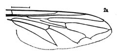 Myiolepta bella wing by Williston S.W.. Used under a Public domain license.