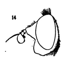 Lejota aerea male by Williston S.W.. Used under a Public domain license.
