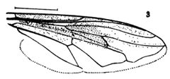 Somula decora wing by Williston S.W.. Used under a Public domain license.