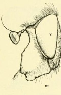 Criorhina bubulcus by C. HOWARD CURRAN. Used under a Public domain license.