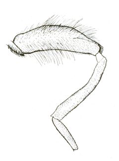 Criorhina caudata by C. HOWARD CURRAN. Used under a Public domain license.