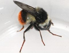 Criorhina caudata 01 by Libby Avis, Centre for Biodiversity Genomics. Used under a CC0 license.