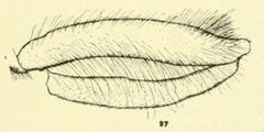 Criorhina kincaidi hind leg by C. HOWARD CURRAN. Used under a Public domain license.