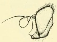 Criorhina nigripes by C. HOWARD CURRAN. Used under a Public domain license.