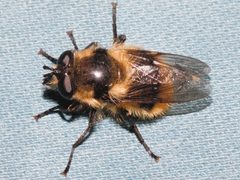 Criorhina nigripes 01 by Libby Avis, Centre for Biodiversity Genomics. Used under a CC0 license.
