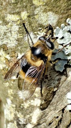 Criorhina nigripes 118320545 by Robin H. Used under a CC BY-SA 4.0 license.