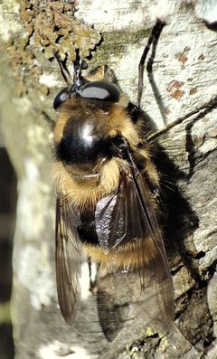 Criorhina nigripes 118320564 by Robin H. Used under a CC BY-SA 4.0 license.