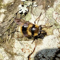 Criorhina nigripes 118320596 by Robin H. Used under a CC BY-SA 4.0 license.
