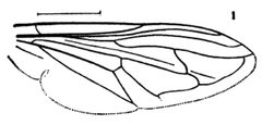 Criorhina nigripes wing by Williston S.W.. Used under a Public domain license.