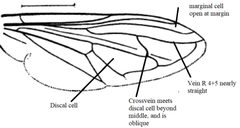 Criorhina wing diagram by Stephen Fox. Used under a CC BY-SA 4.0 license.