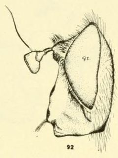 Criorhina mystaceae by C. HOWARD CURRAN. Used under a Public domain license.