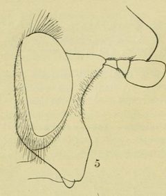 Criorhina occidentalis head by RAYMOND C. OSBURN. Used under a Public domain license.