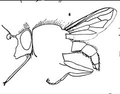 Sphecomyia metallica female by Williston S.W.. Used under a Public domain license.