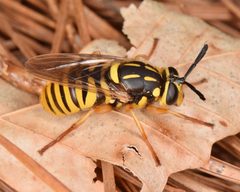 Long-horned Yellowjacket Fly - Sphecomyia vittata by Christina Butler. Used under a CC BY 2.0 license.