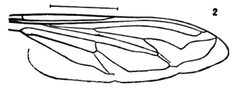 Milesia ornata by Williston S.W.. Used under a Public domain license.