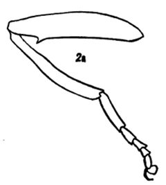 Milesia ornata hind leg by Williston S.W.. Used under a Public domain license.
