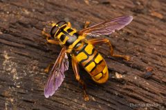 Milesia virginiensis - Yellowjacket Hover Fly - Oklahoma by Thomas Shahan 3. Used under a CC BY 2.0 license.