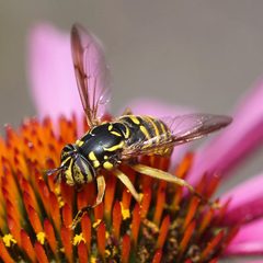 Spilomyia citima by Megan Asche United States Geological Survey. Used under a CC0 license.