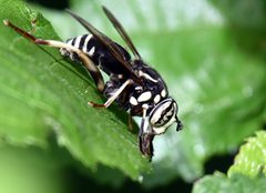 Spilomyia fusca 48095315 by Jimmy Dee. Used under a CC BY-SA 4.0 license.