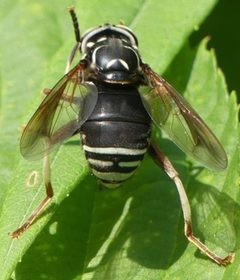 Spilomyia fusca above by Christian Grenier. Used under a CC0 license.