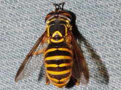 Spilomyia interrupta 01 by Libby Avis, Centre for Biodiversity Genomics. Used under a CC0 license.
