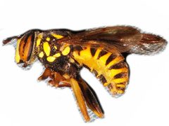 Spilomyia interrupta 02 by Libby Avis, Centre for Biodiversity Genomics. Used under a CC0 license.