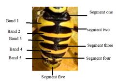 Spilomyia interrupta abdomen diagram 2 by Stephen Fox. Used under a CC BY-SA 4.0 license.