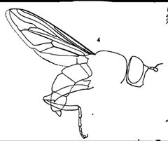 Spilomyia interrupta male by Williston S.W.. Used under a Public domain license.